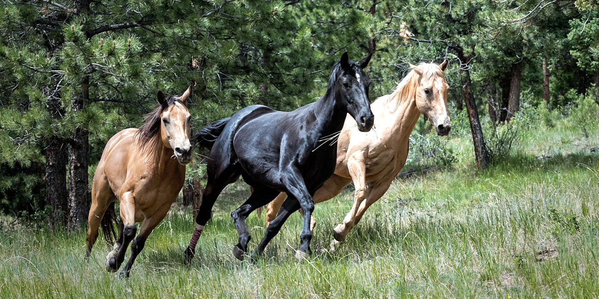 Three horses running in a field