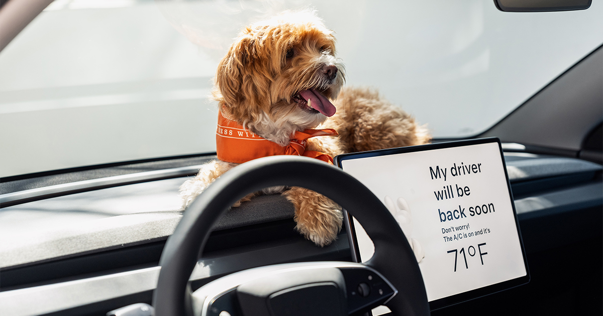 Dog sitting on a Tesla Model 3 dashboard while the car is in Dog Mode